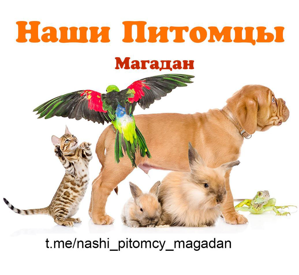 Телеграм-группа Наши Питомцы (Магадан)