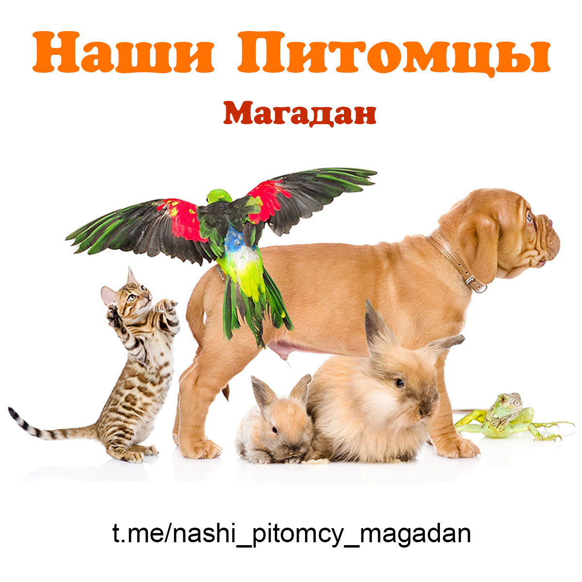 Телеграм-группа Наши питомцы (Магадан)
